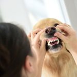 halitosis-como-combatir-el-mal-aliento-de-su-perro-trata-a-su-perro