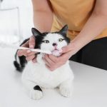 higiene-del-gato-de-que-forma-sostener-a-tu-pequeno-companero-manten-a-tu-gato