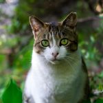 homeopatia-para-animales-todo-el-saber-sobre-esta-medicina-veterinaria-natural-trate-a-su-gato