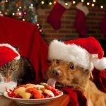 impide-los-riesgos-de-la-navidad-para-tu-gato-o-perro-favorable