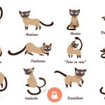 interprete-las-actitudes-de-los-gatos-lenguaje-de-los-gatos