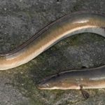 la-anguila-un-pez-largo-y-viscoso
