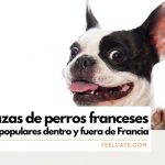 las-20-mejores-razas-de-perros-franceses-favoritos-en-2017-elige-tu-perro