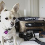 las-5-ventajas-de-llevar-a-su-perro-de-vacaciones-viajar-y-jugar-con-su-perro