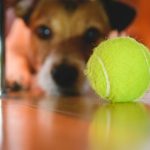 las-pelotas-de-tenis-son-peligrosas-para-los-perros-viajar-y-jugar-con-tu-perro