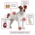leishmaniasis-canina-sintomas-tratamiento-y-prevencion-cuidar-a-su-perro