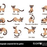 lenguaje-del-gato-9-signos-descifrados-para-entenderlo-mejor-entender-a-su-gato