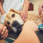 linfoma-en-perros-sintomas-y-tratamientos-de-este-cancer-trate-a-su-perro