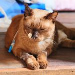 linfoma-felino-el-cancer-mas-frecuente-en-gatos-cuidar-de-su-gato