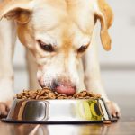 los-10-mejores-alimentos-de-verano-para-su-perro-alimentar-a-su-perro