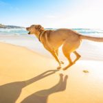 los-5-peligros-de-la-playa-para-su-perro-viajar-y-jugar-con-su-perro