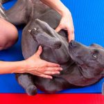 los-beneficios-de-la-osteopatia-en-perros-mantener-a-su-perro