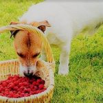 los-perros-tienen-derecho-a-comer-frambuesas-alimenta-a-su-perro
