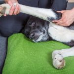 masaje-para-perros-su-papel-sus-beneficios-para-el-perro-un-profesional-nos-dice-mas-mantener-a-su-perro