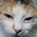 mi-gato-tiene-conjuntivitis-causas-sintomas-y-regimen-sostener-un-gato