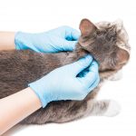 mi-gato-tiene-pulgas-regimen-y-prevencion-tratar-a-su-gato