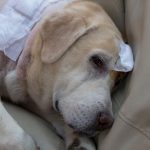 mi-perro-tiene-cancer-como-reaccionar-trata-a-su-perro