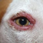 mi-perro-tiene-ojos-que-moquean-causas-y-tratamiento-perros