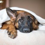 mi-perro-tiene-un-resfriado-causas-sintomas-tratamientos-tratar-a-su-perro