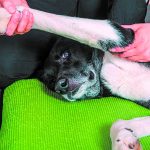 osteoartritis-canina-como-detectarlo-y-aliviar-el-dolor-de-su-animal-trate-a-su-perro