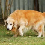 osteoartritis-canina-prevencion-sintomas-y-tratamiento-cuidar-a-su-perro