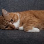 osteoartritis-en-gatos-y-perros-prevencion-sintomas-y-regimen-regimen-de-gatos