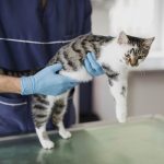 pancreatitis-del-gato-causas-sintomas-y-regimen-cuidar-de-su-gato