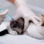 para-resguardar-a-tu-gato-vacunalo-manten-a-tu-gato