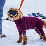 perro-y-nieve-como-protegerlo-bien-viajar-y-jugar-con-tu-perro