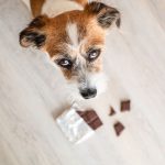 por-que-los-chocolates-navidenos-son-peligrosos-para-los-perros-trata-a-su-perro