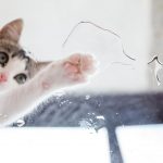 por-que-razon-el-gato-goza-moviendo-agua-nutre-a-su-gato