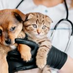 prevencion-de-la-diabetes-en-gatos-precaucion-de-gatos