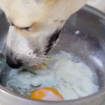 pueden-los-perros-comer-huevos-crudo-cocido-o-con-la-cascara-alimenta-a-su-perro