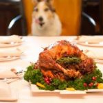 puedes-compartir-tu-comida-navidena-con-tu-perro-alimenta-a-su-perro
