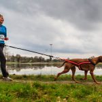 que-deporte-para-perros-practicar-con-su-perro-4-ideas-viajar-y-jugar-con-tu-perro