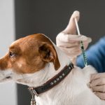 que-vacunas-para-su-animal-y-con-que-frecuencia-trata-a-su-perro