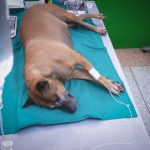 quimioterapia-para-perros-que-esperar-para-su-perro-con-cancer-trata-a-su-perro