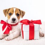 regalar-una-mascota-en-navidad