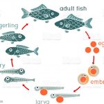 reproduccion-de-peces-de-colores-las-diferentes-etapas