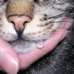 salud-oral-del-gato-estos-4-signos-que-deberian-alertarlo-gatos