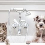 se-deben-observar-5-reglas-de-higiene-cuando-tienes-un-gato-o-un-perro-manten-a-tu-perro