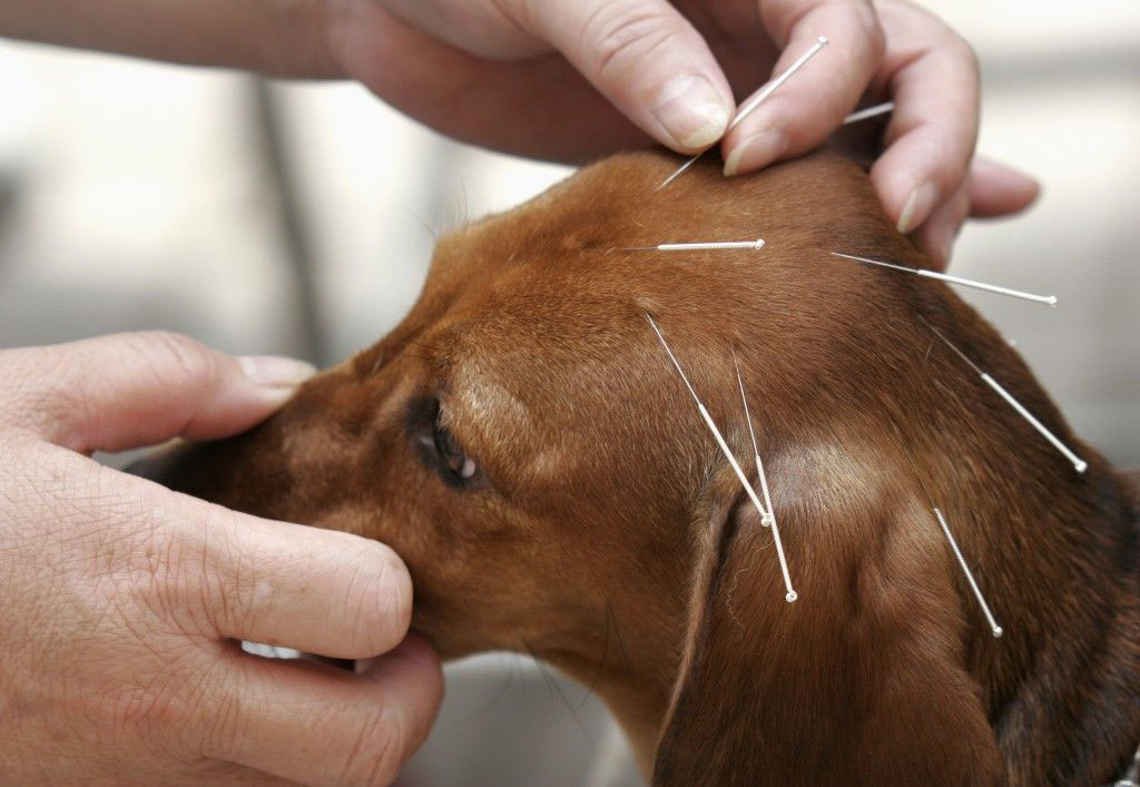 sepa-todo-sobre-la-acupuntura-para-perros-y-gatos-mi-perro-natural