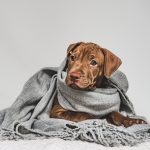 si-le-pones-un-abrigo-a-tu-perro-para-protegerlo-del-frio-en-invierno-manten-a-tu-perro