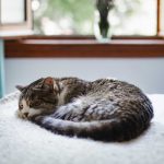 sostener-a-su-gato-5-consejos-para-el-confort-y-la-salud-de-su-felino-sostener-a-su-gato