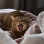 tifus-del-gato-cuales-son-los-sintomas-y-tratamientos-trate-a-su-gato
