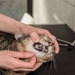ulceras-de-la-boca-en-gatos-de-que-forma-evitarlos-y-tratarlos-trata-a-su-gato