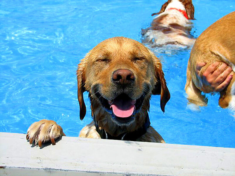 vacaciones-de-verano-como-saber-si-mi-perro-esta-bien-hidratado-manten-a-tu-perro
