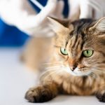 vacunacion-razonada-del-gato-cuales-son-las-vacunas-fundamentales-a-fin-de-que-sea-saludable-trata-a-su-gato