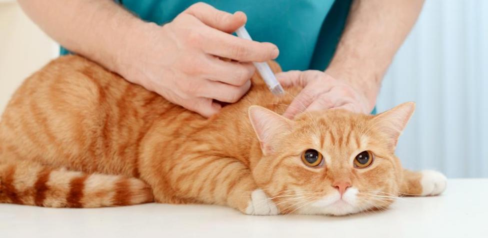 vacunas-para-perros-y-gatos