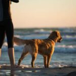 Playas que admiten perros en Mallorca
